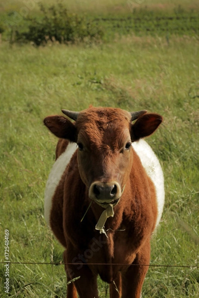 Fototapeta Cow looking into camera. Cettle in field relaxing grass farmland nature landscape.