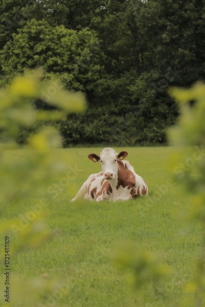 Fototapeta Cow laying down, relaxing in grass field meadow farmland nature landscape with green bushes on the side.