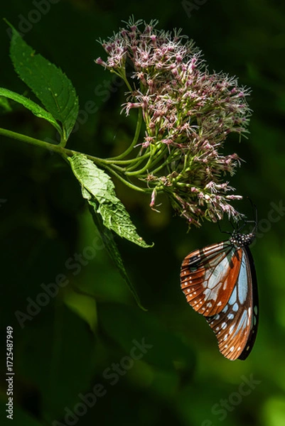 Obraz ヨツバヒヨドリの蜜を吸うアサギマダラ