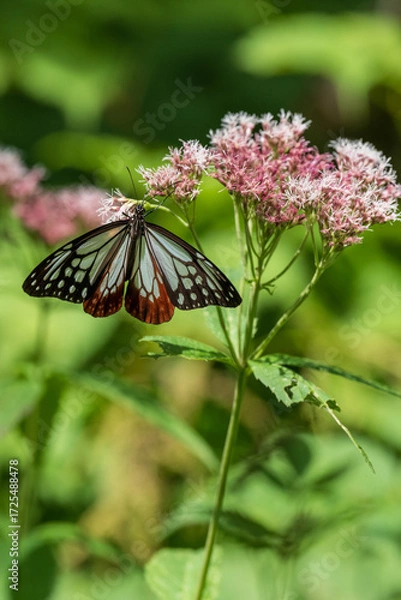 Fototapeta ヨツバヒヨドリに止まるアサギマダラ