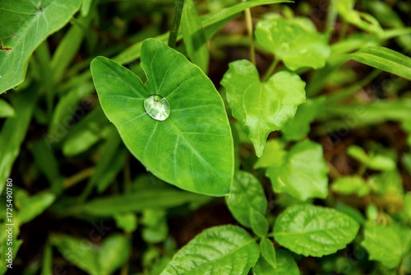Obraz Close-Up Of Green Leaves With Dew Drop On Leaf In Lush Garden Scene