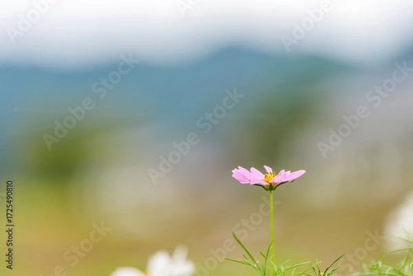 Obraz 柔らかな光に包まれたコスモスと遠景の山並み