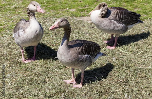 Fototapeta Three goose