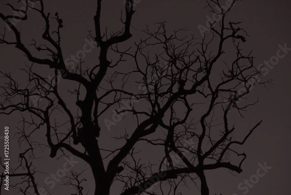 Obraz silhouette of a tree.