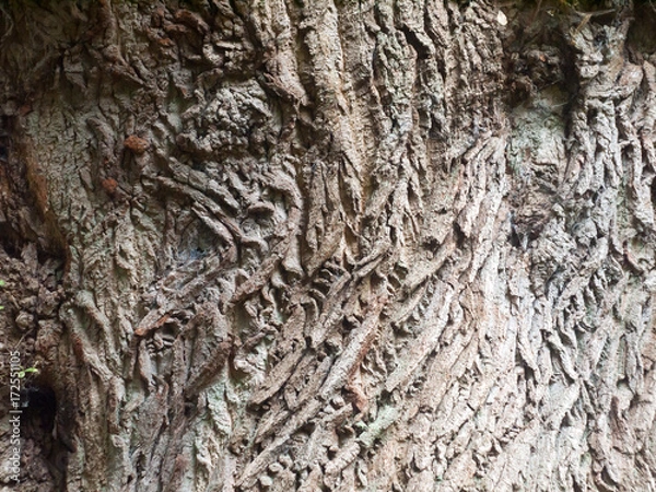 Fototapeta close up rough wooden bark texture background of oak tree