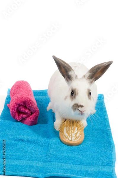 Fototapeta white rabbit is holding a brush on a blue towel