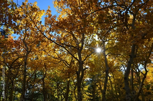 Obraz Autumn Sunshine