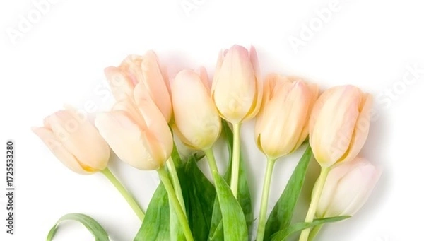 Fototapeta Elegant Fresh Tulips with Soft Peach and Cream Petals on White Background