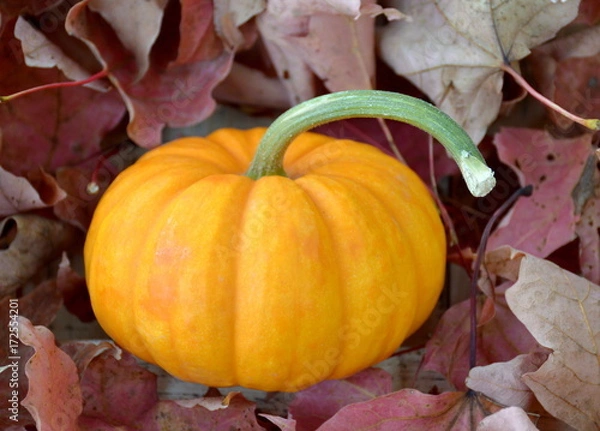 Obraz Fall Pumpkin