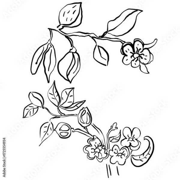 Fototapeta Hand drawn vector flowers on white background. 