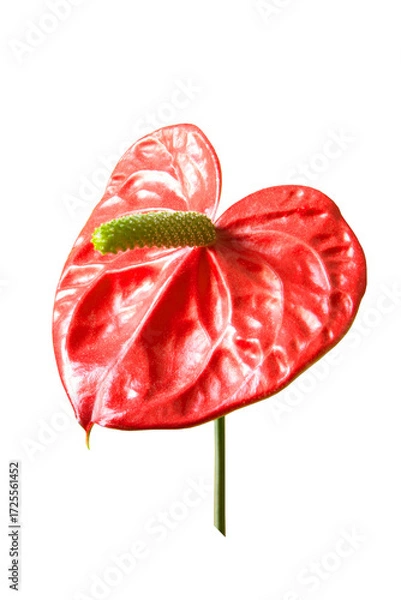 Fototapeta red anthurium flower isolated on transparent background, png