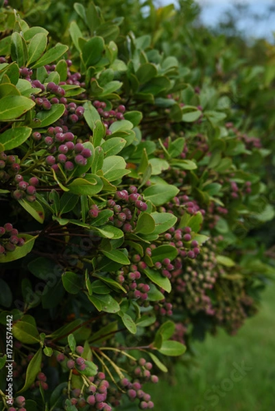 Obraz シャリンバイの実