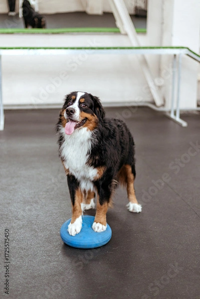 Fototapeta A big dog in training in a hangar. Dog training. Bernese Mountain Dog in training with a dog handler. Teach your pet commands. Raising dogs.