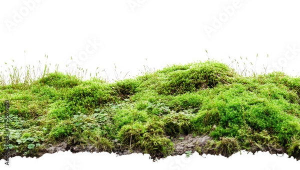 Obraz Lush green moss covering a rocky surface. textures and natural growth. with a soft. blurred background hinting at a tranquil outdoor setting
