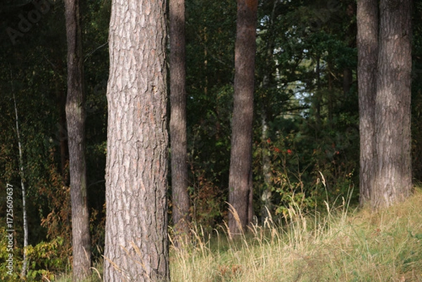 Fototapeta Natural forest scene with pine trees and gentle light, perfect for themes of solitude, healing landscapes, and eco mindfulness