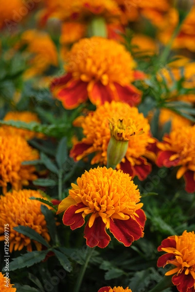 Fototapeta Macro view of orange-red marigolds in sunlight, surrounded by green leaves. A botanical composition evoking joy, vitality, and seasonal transition
