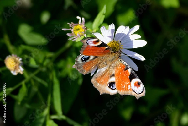 Fototapeta European peacock butterfly (Aglais io) sitting on a daisy in Zurich, Switzerland
