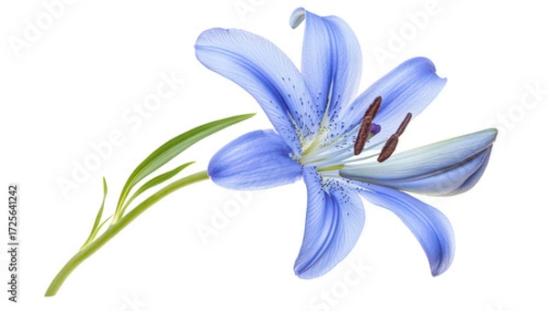 Fototapeta A stunning blue lily flower in full bloom. delicate petals and intricate details. set against a clean white background. perfect for nature-themed designs and floral arrangements