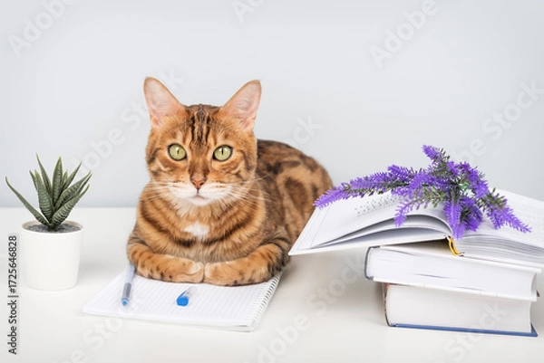 Fototapeta Bengal cat with a book and notebook on the table - pet and study.