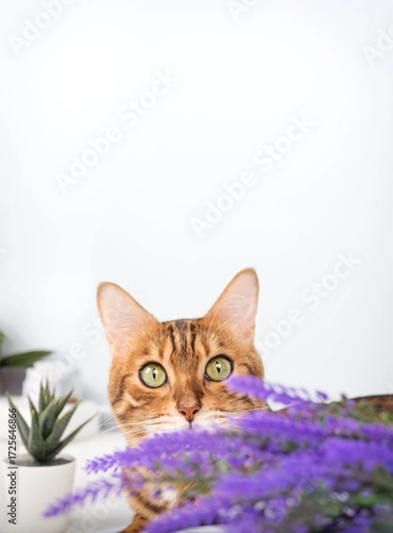 Fototapeta A playful Bengal cat peeks out from behind a lavender branch.