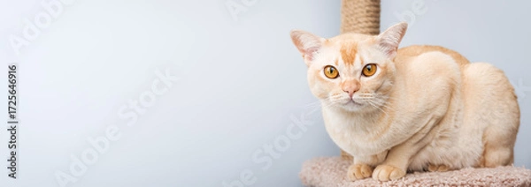 Fototapeta Cream Burmese cat resting on scratching post against light blue background.