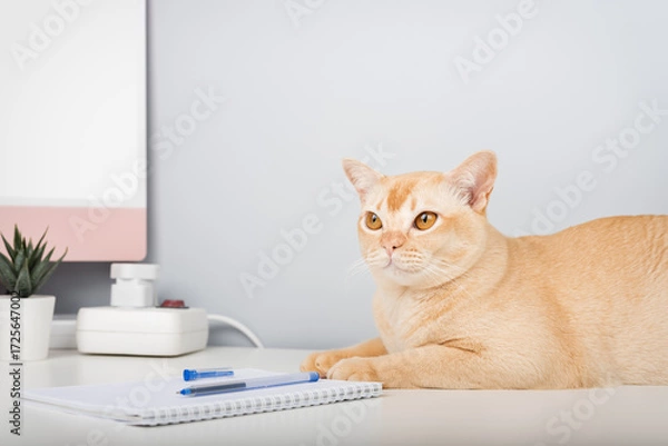 Fototapeta A Burmese cat is relaxing on a desk.