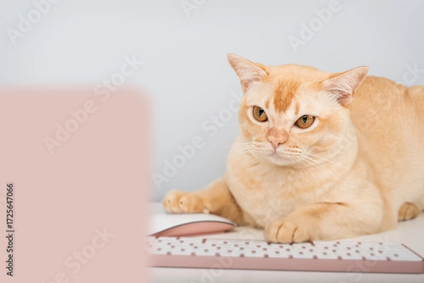 Fototapeta A serious ginger cat works at a home office desk.