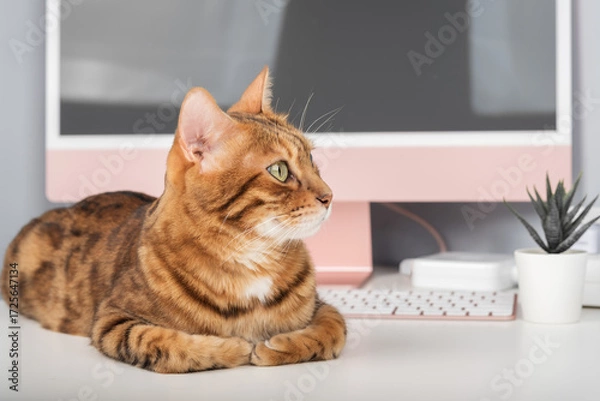 Fototapeta A Bengal cat is relaxing on a desk.