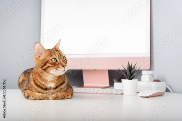 Fototapeta A Bengal cat is relaxing on a desk.