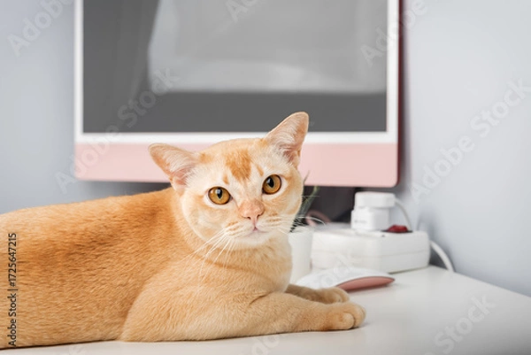 Fototapeta A Burmese cat is relaxing on a desk.
