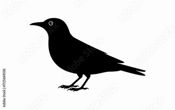 Obraz crow on white background