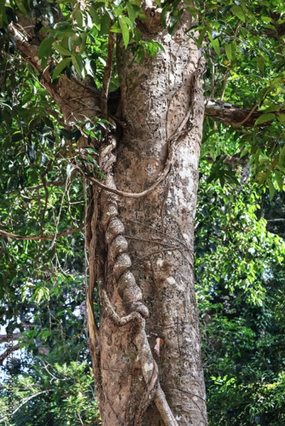 Fototapeta Vertical closeup of aged spiral liana wrapping rainforest tree