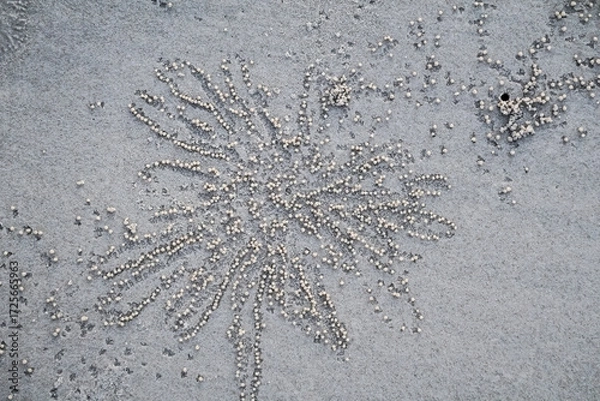 Fototapeta Coastal sand texture with tiny balls created by crabs