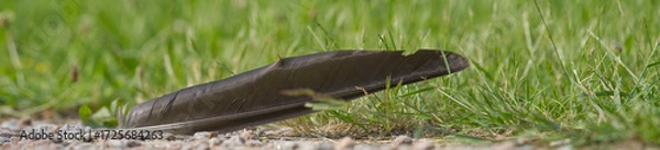 Obraz Eine Vogelfeder am Boden