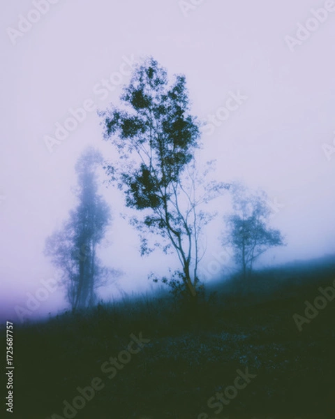 Fototapeta Mysterious forest at dusk enveloped in ethereal fog, tranquil scene of nature