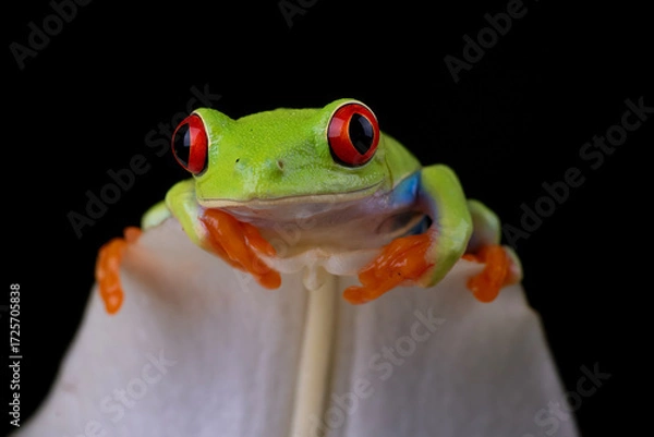 Fototapeta Close-Up of Frog on white flower, Red Eyed Tree Frog Portrait Inside of a white flower, Red-eyed tree frog sitting on a flower