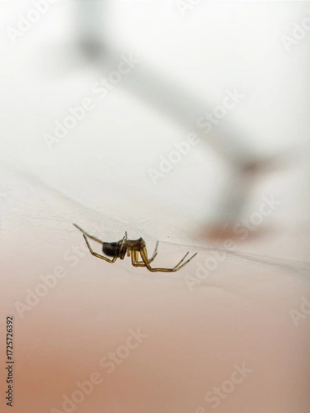 Fototapeta Tiny, tiny spider in his web
