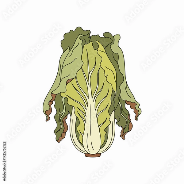 Fototapeta A Detailed Vector Illustration of a Fresh Chinese Napa Cabbage with Visible Leaf Veins and a Textured Surface