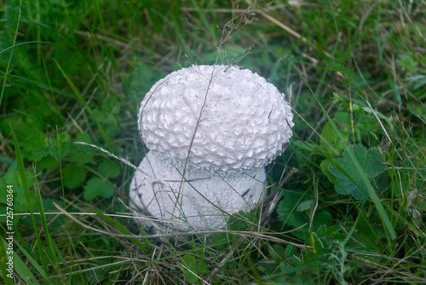 Fototapeta Mushroom mosaic puffball growing in meadows in spring, summer and autumn
