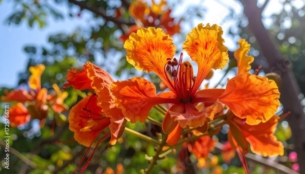 Obraz Vibrant orange flower cluster close up