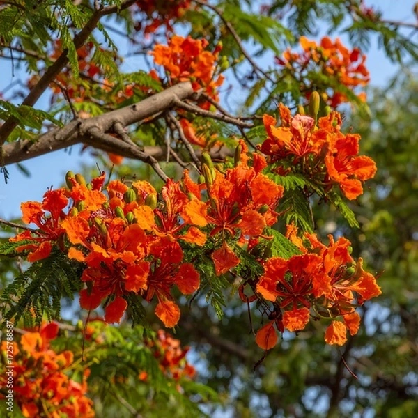 Obraz Vibrant orange flowers on a tree