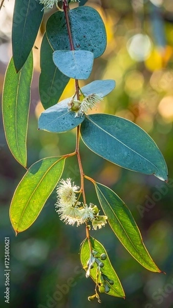 Fototapeta Eucalyptus branch in sunlight