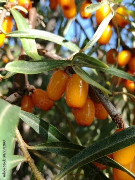 Fototapeta Ягоды облепихи