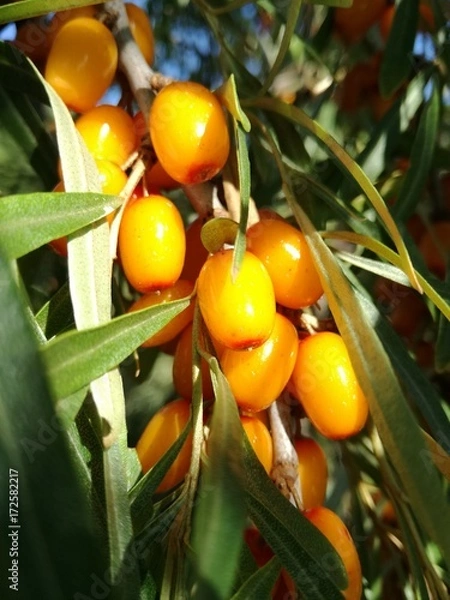 Fototapeta Ягоды облепихи