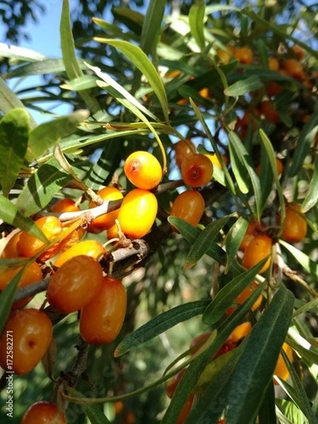 Fototapeta Ягоды облепихи