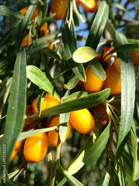 Fototapeta Ягоды облепихи