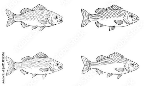 Fototapeta Scientific fish anatomy line sketch illustrations