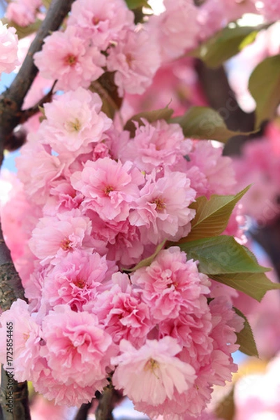 Fototapeta Abundantly blooming sakura. Pink sakura flowers close-up. Natural background. Sakura tree during the period of abundant flowering