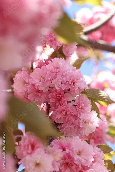 Fototapeta Abundantly blooming sakura. Pink sakura flowers close-up. Natural background. Sakura tree during the period of abundant flowering