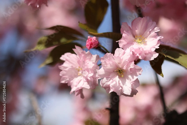 Fototapeta Abundantly blooming sakura. Pink sakura flowers close-up. Natural background. Sakura tree during the period of abundant flowering